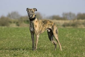 Actualités,Actualité,Sepra,Sepratik,Sepra-solutions,sac,sacs,sacs à crotte,sacs à crottes,canin,chien,distributeur,distributeurs,distributeurs de sacs,chiens,crotte de chien,crotte,crottes,mégots,cendriers,toutounette,toutounette pour chien,sacs toutounet,sacs canins,sacs dechets canins,distributeur sacs canins,sacs pour déchets canins,Sacs canins Bio-compost : éco friendly,Sacs canins Bio-compost,Sacs à déjections canines,sac à caca chien,Sac à caca de chien,sacs à crottes de chien,distributeur sac à crottes de chien,sac caca chien biodegradable,sac caca chien compostable,sac à crotte chien pas cher,sac à crotte de chien,sac crotte chien gratuit,sac crotte chien biodegradable