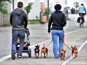 rue partagée piéton, cycliste, chien et toutounet